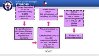 Tiempo después el
núcleo del
espermatozoide y
ovocito
experimentan
cambios:
Se transforman en
pronúcleos: Cuerpos
bien identificables y
separados de
cromatina
Ambos pronúcleos se
funden:
NUMERO DIPLOIDE (la
mitad del
espermatozoide y la
otra mitad del ovocito
23 y 23 = 46
cromosomas)
CIGOTO
“Primer división
celular”
Los cromosomas se
mezclan y se dividen
Mitosis
(Dos células nuevas
con la misma
información genética)
2, 4, 8 16, 32 y 64
celulas
“Morula”
El cigoto se
transporta al utero
 