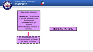 Cuatro días después:
*Blastocito: Capa interna
(Da lugar a la membrana
embrionaria)
*Trofoblasto: Capa
externa
(Alimentación y nutrición al
embrión) IMPLANTACION
En el endometrio hay una
secreción rica en glucógeno
que aporta nutrientes
 