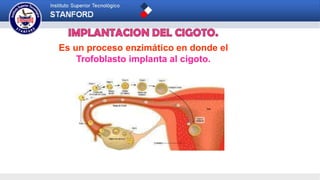 Es un proceso enzimático en donde el
Trofoblasto implanta al cigoto.
 