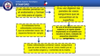 Las células penetran en
el endometrio y forman
un nido para el cigoto.
Estas vellosidades contienen vasos sanguíneos
que se unen al feto y son el único medio por el
cual recibe oxígeno y nutrientes de la madre.
El trofoblasto forma
vellosidades corionicas
que se extienden hacia los
espacios llenos de sangre
Se une al torrente sanguíneo
materno y el cigoto queda
implantado en el epitelio que
recubre al útero, rodeado de
pequeños depósitos
sanguíneos.
A su vez digieren las
paredes de vasos
sanguíneos que se
encuentran en la
superficie.
 
