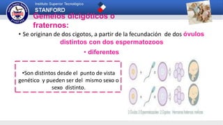 Gemelos dicigóticos o
fraternos:
• Se originan de dos cigotos, a partir de la fecundación de dos óvulos
distintos con dos espermatozoos
• diferentes
•Son distintos desde el punto de vista
genético y pueden ser del mismo sexo o
sexo distinto.
 