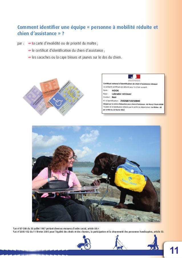 Dma Le Chien Guide D Aveugle Ou Le Chien D Assistance Dma Le Chien Guide D Aveugle Ou Le Chien D Assistance