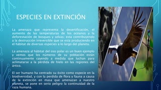 ESPECIES EN EXTINCIÓN
La amenaza que representa la desertificación, el
aumento de las temperaturas de los océanos y la
deforestación de bosques y selvas; esta contribuyendo
a la destrucción irreversible que se esta produciendo en
el hábitat de diversas especies a lo largo del planeta.
La amenaza al hábitat del oso polar es un buen ejemplo
y vemos que los números de su población están
continuamente cayendo a medida que luchan para
aclimatarse a la pérdida de hielo en las regiones del
ártico.
El ser humano ha centrado su éxito como especie en la
biodiversidad, y con la perdida de flora y fauna a causa
de la extinción en masa que amenazan a nuestro
planeta, se pone en serio peligro la continuidad de la
raza humana.
 