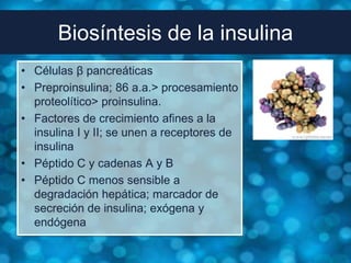 Biosíntesis de la insulina
• Células β pancreáticas
• Preproinsulina; 86 a.a.> procesamiento
  proteolítico> proinsulina.
• Factores de crecimiento afines a la
  insulina I y II; se unen a receptores de
  insulina
• Péptido C y cadenas A y B
• Péptido C menos sensible a
  degradación hepática; marcador de
  secreción de insulina; exógena y
  endógena
 