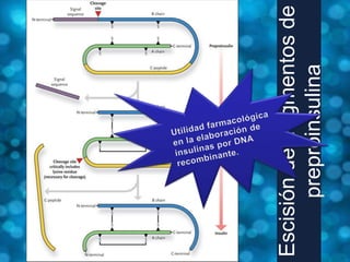 Escisión de fragmentos de
      preproinsulina
 