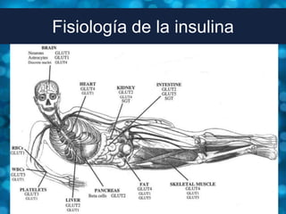 Fisiología de la insulina
 