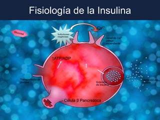 La glucosa estimula la secreción
   Fisiología de la Insulina
          de insulina
                                                Ca2+
                       Sulfonilureas ,
                       meglitinidas
                    Canal de                            Canal de Ca2+
                      K/ATP                             voltaje-
                                                        dependiente




                    ↑ATP/ADP




 Transportador de                                                       Liberación de
 glucosa                                        Gránulos                insulina
                                                de insulina




                               Célula β Pancreática
 
