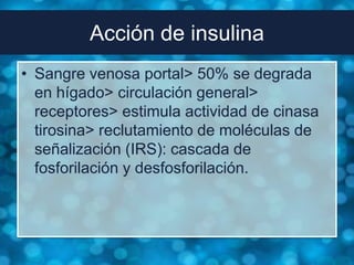 Acción de insulina
• Sangre venosa portal> 50% se degrada
  en hígado> circulación general>
  receptores> estimula actividad de cinasa
  tirosina> reclutamiento de moléculas de
  señalización (IRS): cascada de
  fosforilación y desfosforilación.
 