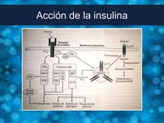Acción de la insulina
 