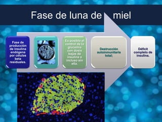 Fase de luna de                  miel

                     Es posible el
  Fase de
                     control de la
producción
                        glucemia
de insulina                            Destrucción        Déficit
                       con dosis
 endógena                            autoinmunitaria   completo de
                        bajas de
por células                               total;         insulina.
                       insulina o
    beta
                      incluso sin
residuales.
                          ella.
 
