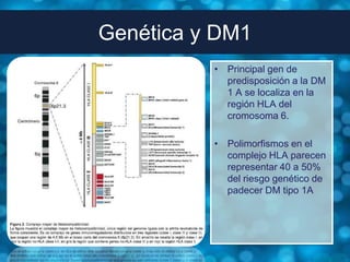 Genética y DM1
          • Principal gen de
            predisposición a la DM
            1 A se localiza en la
            región HLA del
            cromosoma 6.

          • Polimorfismos en el
            complejo HLA parecen
            representar 40 a 50%
            del riesgo genético de
            padecer DM tipo 1A
 