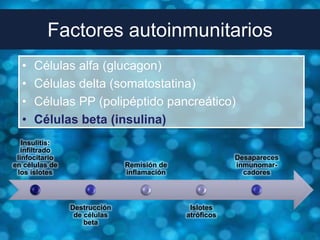 Factores autoinmunitarios
  •   Células alfa (glucagon)
  •   Células delta (somatostatina)
  •   Células PP (polipéptido pancreático)
  •   Células beta (insulina)
   Insulitis:
  infiltrado
 linfocitario                                           Desapareces
en células de                 Remisión de               inmunomar-
 los islotes                  inflamación                 cadores



                Destrucción                  Islotes
                 de células                 atróficos
                    beta
 