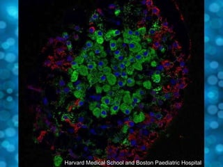 Harvard Medical School and Boston Paediatric Hospital
 