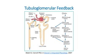 Tubuloglomerular Feedback
Robert G. Carroll PhD, in Elsevier's Integrated Physiology, 2007
 