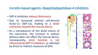 Incretin-based agents: dipeptidylpeptidase-4 inhibitors
• DPP-4 inhibition induces Natriuresis.
• Due to increased stromal cell-derived
factor-1a (SDF-1a), leading to a distal
natriuresis beyond the macula densa.
• As a consequence of the distal nature of
the natriuresis, the increase in sodium
delivery does not affect the macula densa.
Consequently, renal function is not
influenced by DPP-4 inhibition, as reflected
by direct or indirect measures of GFR.
 