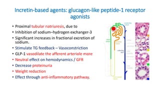 Incretin-based agents: glucagon-like peptide-1 receptor
agonists
• Proximal tubular natriuresis, due to
• Inhibition of sodium–hydrogen exchanger-3
• Significant increases in fractional excretion of
sodium.
• Stimulate TG feedback – Vasoconstriction
• GLP-1 vasodilate the afferent arteriole more
• Neutral effect on hemodynamics / GFR
• Decrease proteinuria
• Weight reduction
• Effect through anti-inflammatory pathway.
 