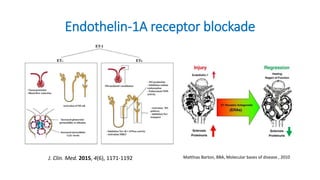 Endothelin-1A receptor blockade
Matthias Barton, BBA, Molecular bases of disease , 2010J. Clin. Med. 2015, 4(6), 1171-1192
 