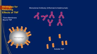 Trans-Membrane
Bound TNF
Soluble TNF
Strategies for
Reducing
Effects of TNF
Macrophage
Monoclonal Antibody (Infliximab & Adalimumab)
 