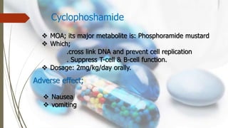 Cyclophoshamide
 MOA; its major metabolite is: Phosphoramide mustard
 Which;
.cross link DNA and prevent cell replication
. Suppress T-cell & B-cell function.
 Dosage: 2mg/kg/day orally.
Adverse effect;
 Nausea
 vomiting
 