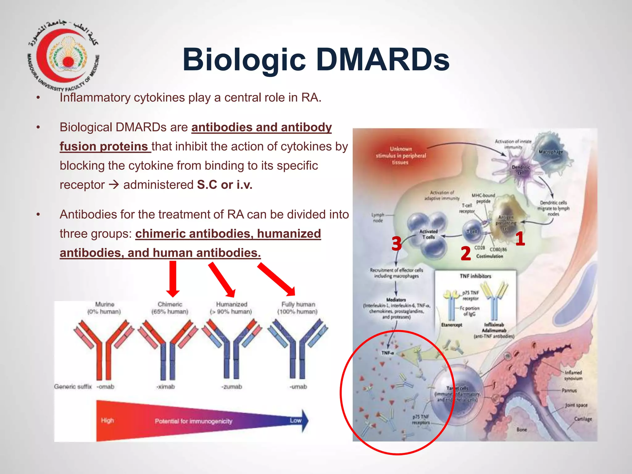 Biologic DMARDs
• Inflammatory cytokines play a central role in RA.
• Biological DMARDs are antibodies and antibody
fusion proteins that inhibit the action of cytokines by
blocking the cytokine from binding to its specific
receptor  administered S.C or i.v.
• Antibodies for the treatment of RA can be divided into
three groups: chimeric antibodies, humanized
antibodies, and human antibodies.
 