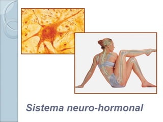 Sistema neuro-hormonal 