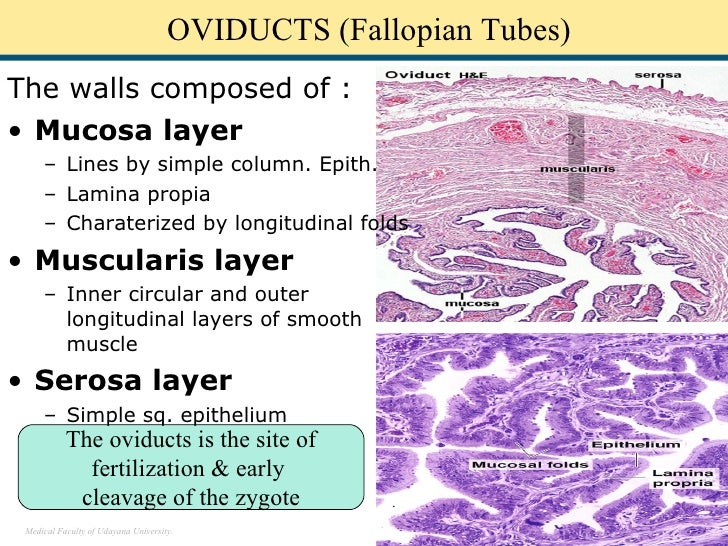 Human Biology Online Lab / Copy of Fallopian Tubes by Elynn Johnson