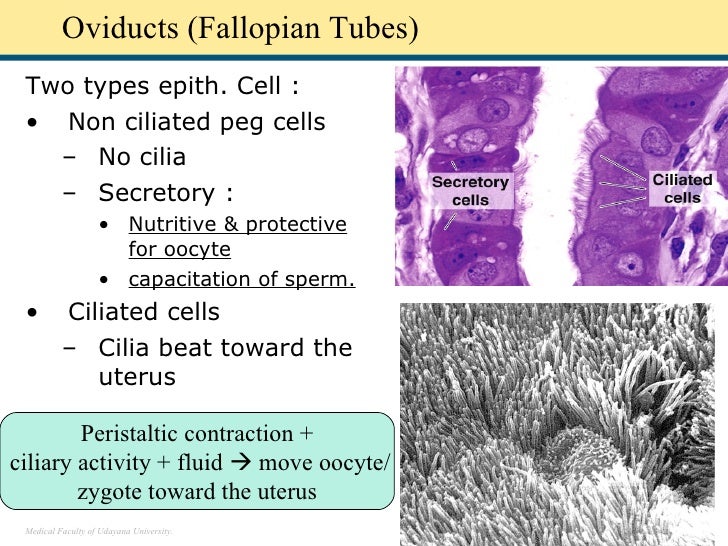 histologic structure of female genital system