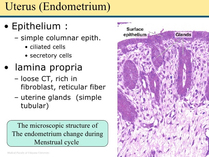 histologic structure of female genital system