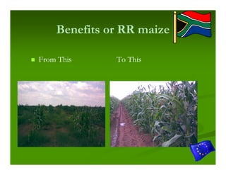 Benefits or RR maize

From This     To This
 