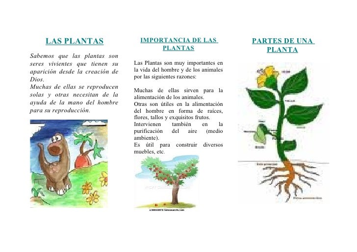 Triptico de las plantas Triptico de las plantas