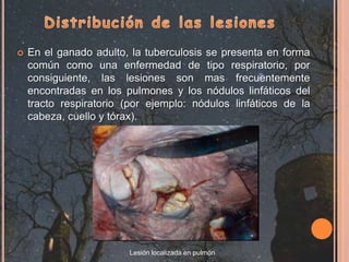 el proceso de ebullición y pasterurización las destruyen (62 °C por 30 min.).Hasta los años veinte, cuando empezaron a aplicarse medidas de control en los países desarrollados, era una de las principales enfermedades de los animales domésticos en todo el mundo. Hoy en día la tuberculosis bovina sigue siendo una importante enfermedad del ganado vacuno y la fauna salvaje. También es una importante zoonosis