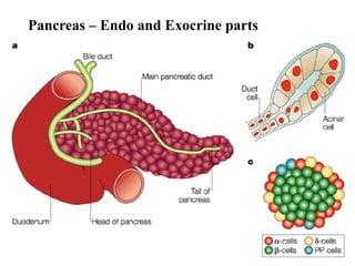 09/07/2025 3
Pancreas – Endo and Exocrine parts
 