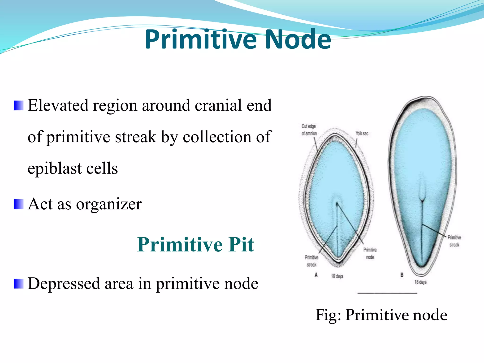 GENERAL EMBRYOLOGY | PPTX