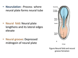Neurulation Animation GENERAL EMBRYOLOGY | PPTX