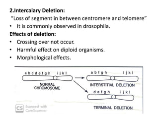 2.Intercalary Deletion:
“Loss of segment in between centromere and telomere”
• It is commonly observed in drosophila.
Effects of deletion:
• Crossing over not occur.
• Harmful effect on diploid organisms.
• Morphological effects.
 