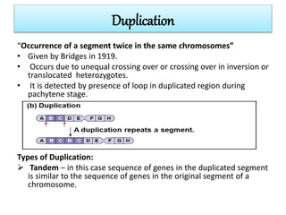 Duplication
“Occurrence of a segment twice in the same chromosomes”
• Given by Bridges in 1919.
• Occurs due to unequal crossing over or crossing over in inversion or
translocated heterozygotes.
• It is detected by presence of loop in duplicated region during
pachytene stage.
Types of Duplication:
 Tandem – in this case sequence of genes in the duplicated segment
is similar to the sequence of genes in the original segment of a
chromosome.
 