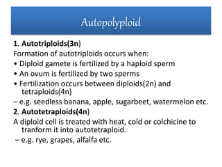 Autopolyploid
1. Autotriploids(3n)
Formation of autotriploids occurs when:
• Diploid gamete is fertilized by a haploid sperm
• An ovum is fertilized by two sperms
• Fertilization occurs between diploids(2n) and
tetraploids(4n)
– e.g. seedless banana, apple, sugarbeet, watermelon etc.
2. Autotetraploids(4n)
A diploid cell is treated with heat, cold or colchicine to
tranform it into autotetraploid.
– e.g. rye, grapes, alfalfa etc.
 