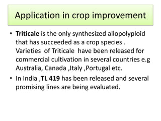 Application in crop improvement
• Triticale is the only synthesized allopolyploid
that has succeeded as a crop species .
Varieties of Triticale have been released for
commercial cultivation in several countries e.g
Australia, Canada ,Italy ,Portugal etc.
• In India ,TL 419 has been released and several
promising lines are being evaluated.
 