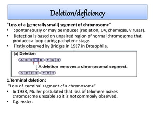 Deletion/deficiency
“Loss of a (generally small) segment of chromosome”
• Spontaneously or may be induced (radiation, UV, chemicals, viruses).
• Detection is based on unpaired region of normal chromosome that
produces a loop during pachytene stage.
• Firstly observed by Bridges in 1917 in Drosophila.
1.Terminal deletion:
“Loss of terminal segment of a chromosome”
• In 1938, Muller postulated that loss of telomere makes
chromosome unstable so it is not commonly observed.
• E.g. maize.
 