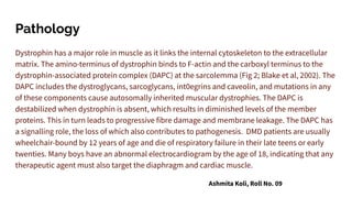 Pathology
Dystrophin has a major role in muscle as it links the internal cytoskeleton to the extracellular
matrix. The amino-terminus of dystrophin binds to F-actin and the carboxyl terminus to the
dystrophin-associated protein complex (DAPC) at the sarcolemma (Fig 2; Blake et al, 2002). The
DAPC includes the dystroglycans, sarcoglycans, int0egrins and caveolin, and mutations in any
of these components cause autosomally inherited muscular dystrophies. The DAPC is
destabilized when dystrophin is absent, which results in diminished levels of the member
proteins. This in turn leads to progressive fibre damage and membrane leakage. The DAPC has
a signalling role, the loss of which also contributes to pathogenesis. DMD patients are usually
wheelchair-bound by 12 years of age and die of respiratory failure in their late teens or early
twenties. Many boys have an abnormal electrocardiogram by the age of 18, indicating that any
therapeutic agent must also target the diaphragm and cardiac muscle.
Ashmita Koli, Roll No. 09
 