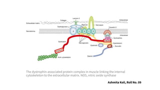 The dystrophin-associated protein complex in muscle linking the internal
cytoskeleton to the extracellular matrix. NOS, nitric oxide synthase
Ashmita Koli, Roll No. 09
 