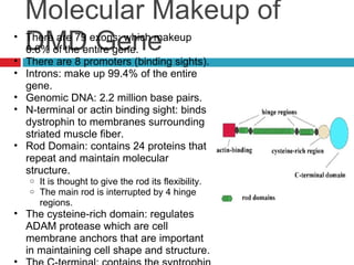 Duchenne Muscular Distrophy | PPT