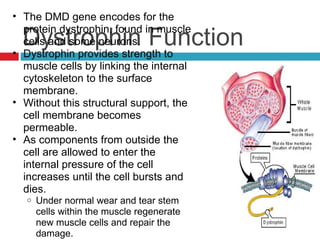 Duchenne Muscular Distrophy | PPT