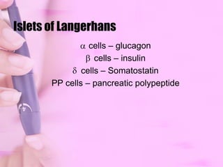 Islets of Langerhanscells – glucagon