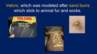 Velcro, which was modeled after sand burrs
which stick to animal fur and socks.
 