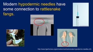 Modern hypodermic needles have
some connection to rattlesnake
fangs.
http://www.tigerhomes.org/animal/animal-facts/snake-hypodermic-needles.cfm
 