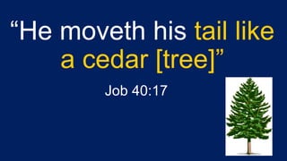 “He moveth his tail like
a cedar [tree]”
Job 40:17
 