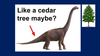 Like a cedar
tree maybe?
 