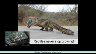 Reptiles never stop growing!
Google: “Reptiles never stop growing”
 
