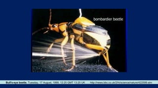 Bull's-eye beetle. Tuesday, 17 August, 1999, 12:25 GMT 13:25 UK . . . http://news.bbc.co.uk/2/hi/science/nature/422599.stm
 